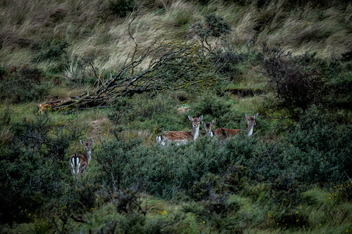 Amsterdamse Waterleidingduinen