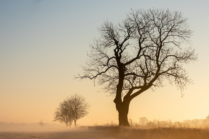 Trees on a cold misty morning