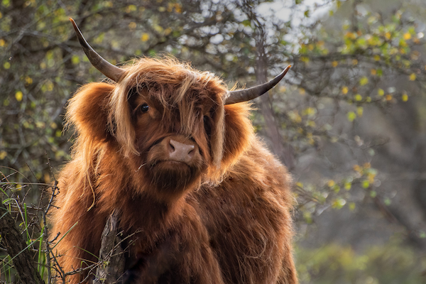 Koningshof Schotse Hooglander